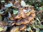 Gyűrűs tuskógomba (Armillaria mellea), Budai-hegység. Fehér spórapora gyakran látható az alsóbb kalapokon